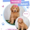 Adopt a Goldendoodle Near Me