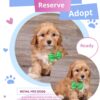 cavapoo puppies for sale cheap