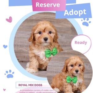 cavapoo puppies for sale cheap