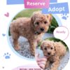 Mini Goldendoodle Breeder Near Me