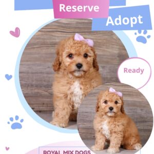 cavapoo breeders that ship nationwide