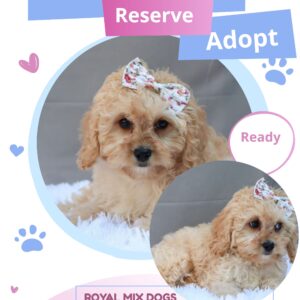 cavapoos puppy for sale california