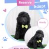 Goldendoodle Puppies for Sale