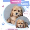 Cavapoo puppies for sale NYC
