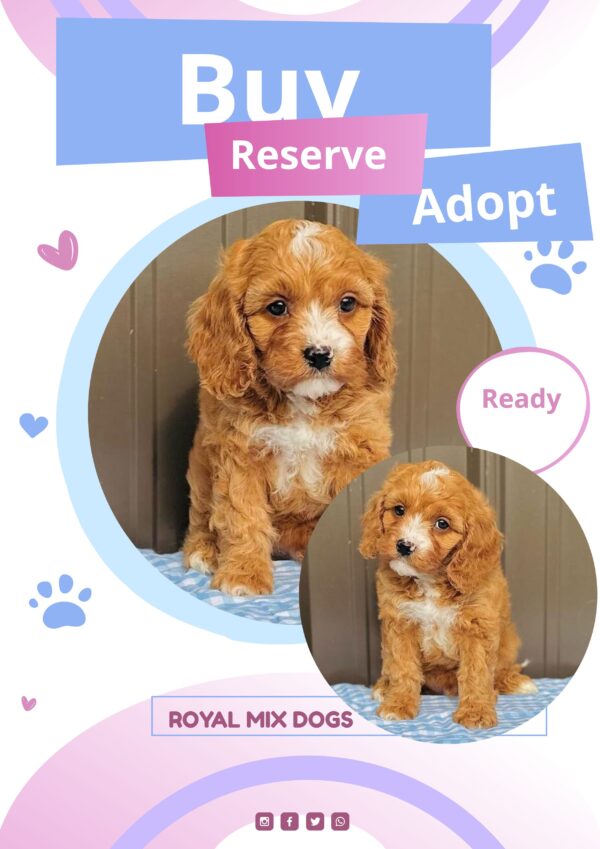 f1 cavapoo puppies for sale